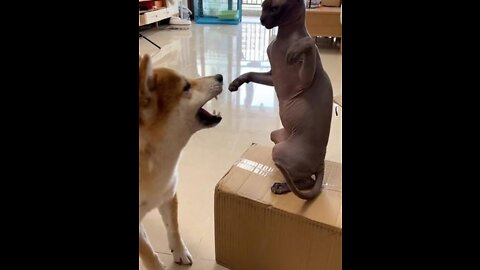 Very interesting cat dog fight!