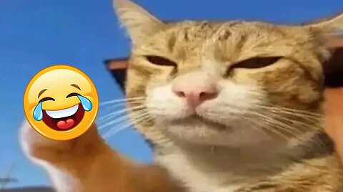 Funny Animal Videos Compilation Part 1 😂 Funniest Cats And Dogs Video