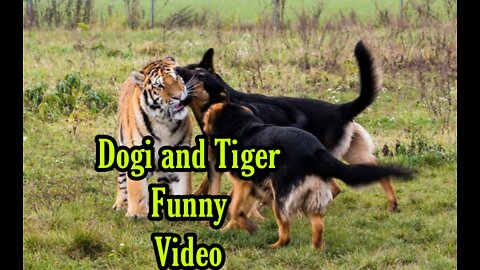 Dogi ang tiger funny video