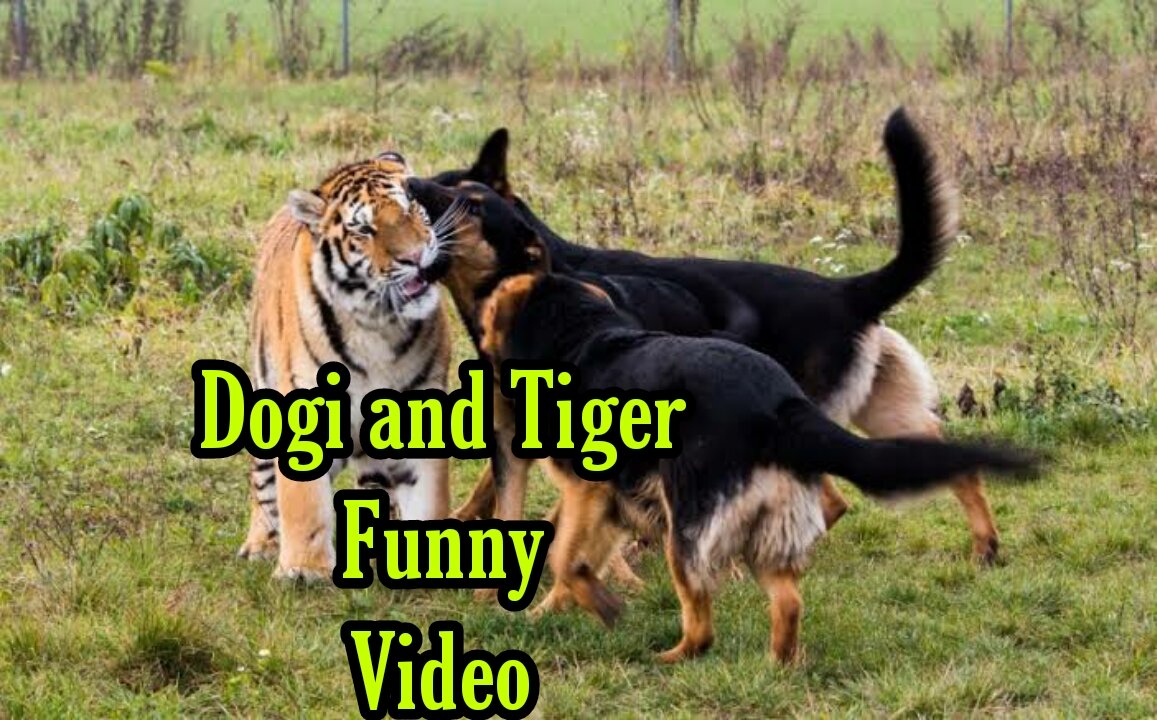 Dogi ang tiger funny video