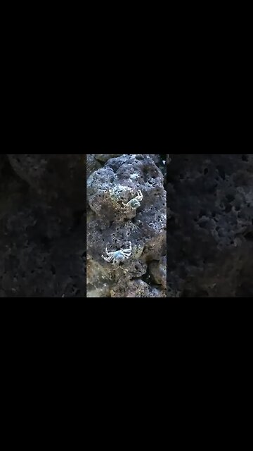 Crabs from Ocean Pacific in Philippines #philippines #crabs #shorts