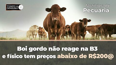 Boi gordo não reage na B3 e físico tem preços abaixo de R$200@