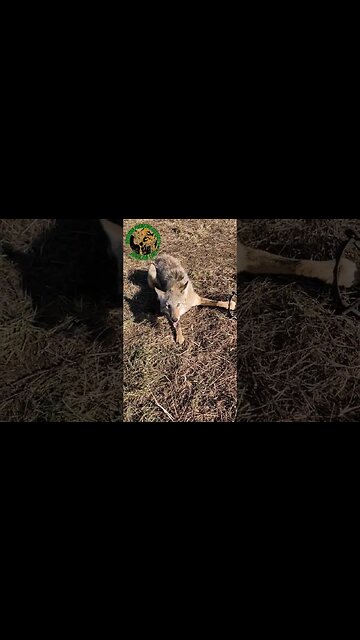 Coyote No. 36 Had Skin Issues #outdoors #trapping #viral #fyp