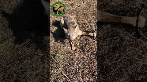 Coyote No. 36 Had Skin Issues #outdoors #trapping #viral #fyp