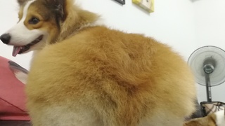 Kung Fu Butt Corgi