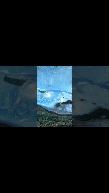 POV your a fish under the sea watching waves break