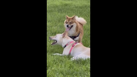 Dogs at the Park