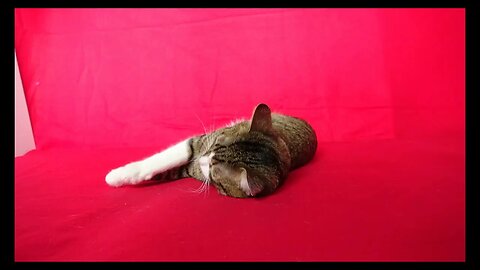 Cat Photography