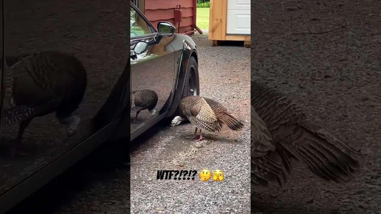 Officially not a fan of wild turkeys 🙄 minor scratches 😭…Mr 🦃 was just looking for ❤️ #hellcat