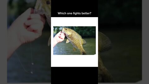 Which one fights better
