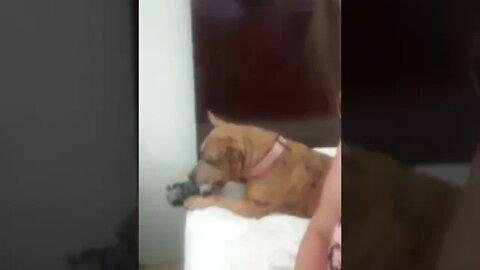 ultimate service dog