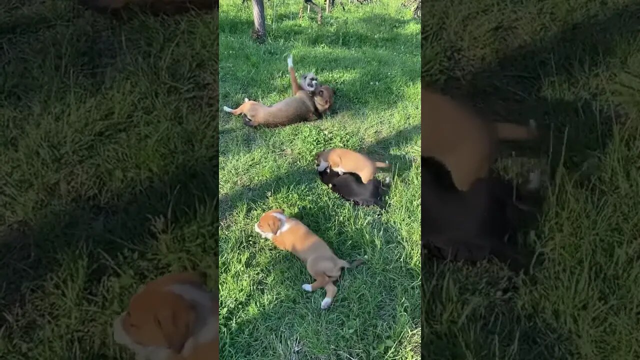 #puppies in Action