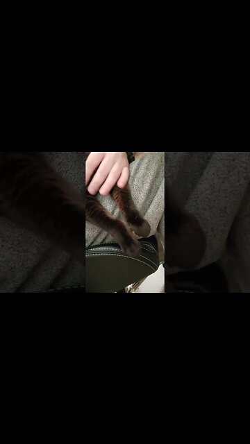 Rest In Peace My little Angel Lucky. Keep Brooklynn Company until I see you both again.