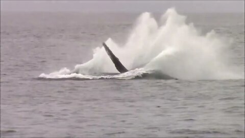 Monterey Bay Whale Watching Capital of the World™-3