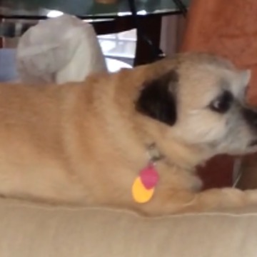 Canine Buckles Under Pressure, Tattles On His Friend