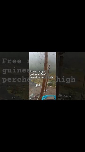 Farm surveillance. Free range guinea fowl and geese