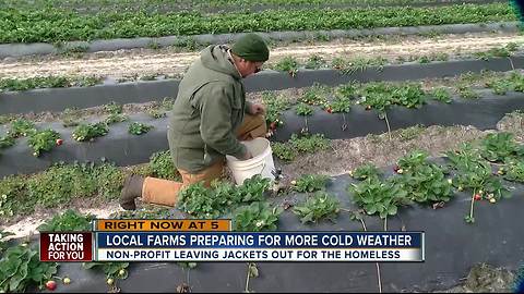 Local farms preparing for more cold weather in Hernando Co.