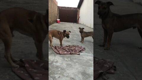 Dois cachorros e seus ossos.