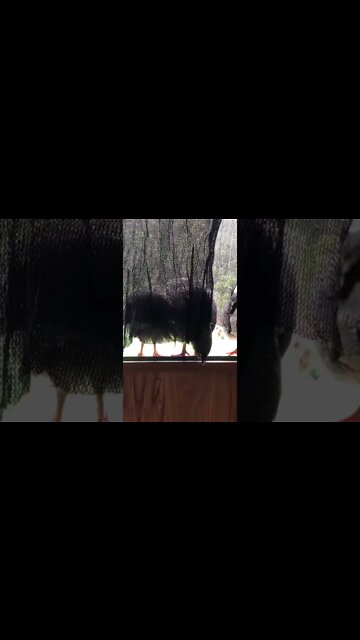 Kramer the guinea fowl keet is a girl. Listen to her call