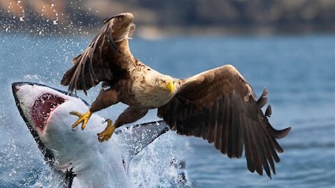 EAGLE VS FISH - AN APPALLING HUNTING