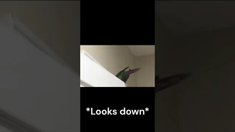 My bird exploring my door 🚪😊