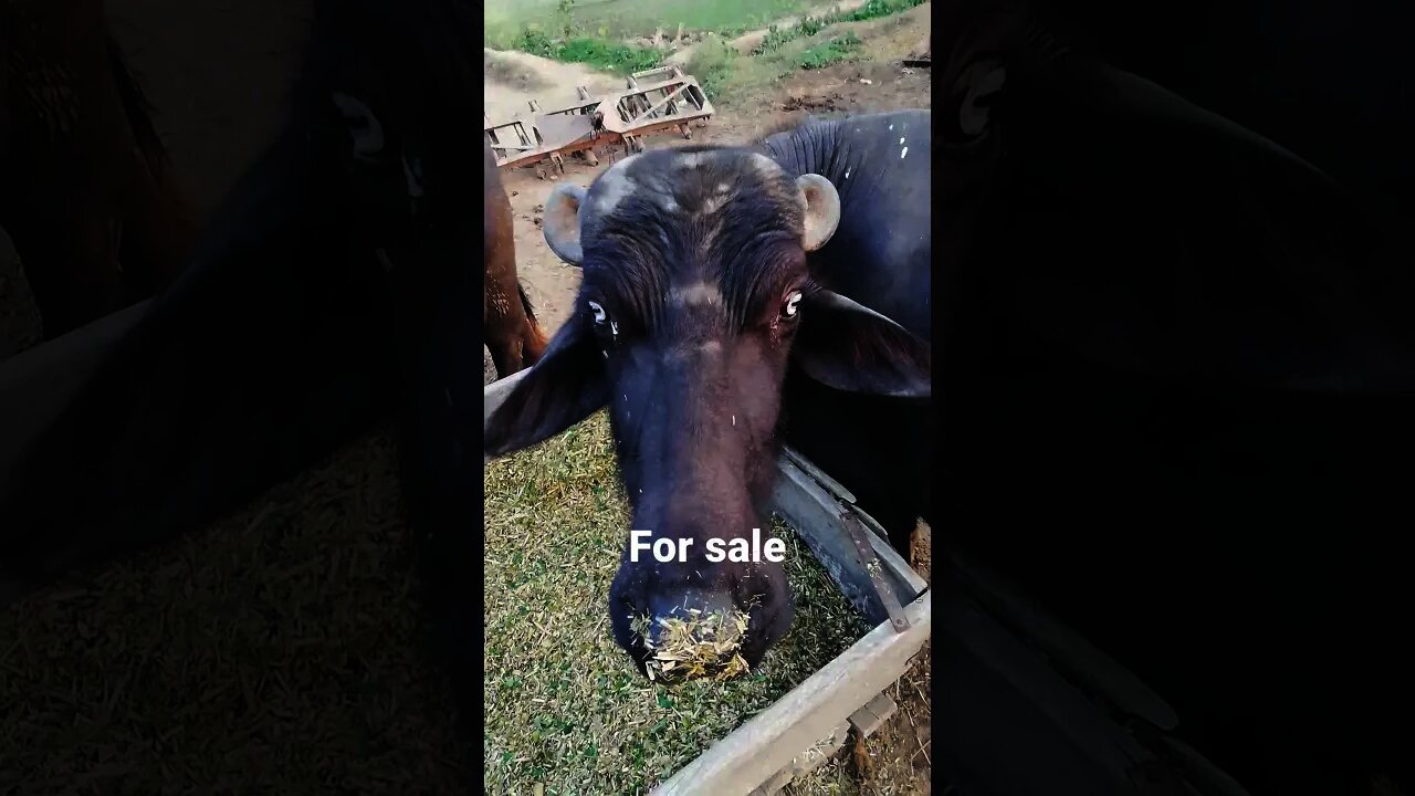 yeh 2no sale krni h