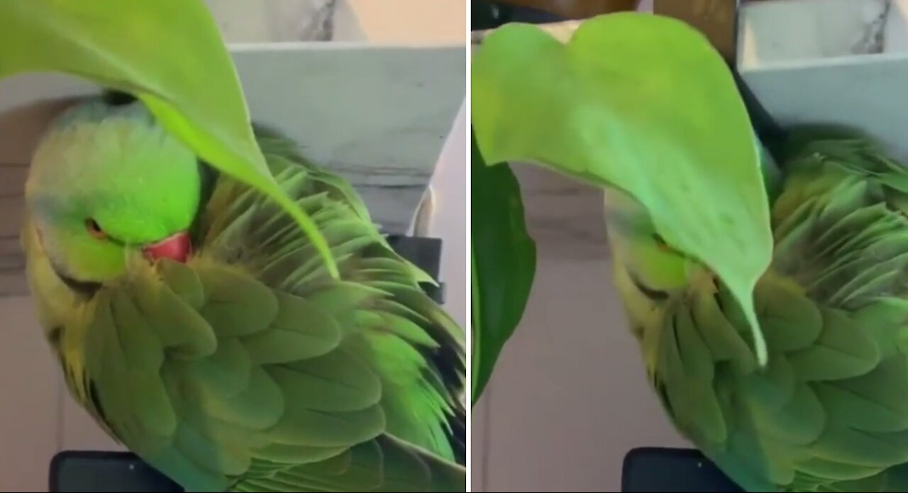 Parrot hides behind a leaf thinking nobody's watching him