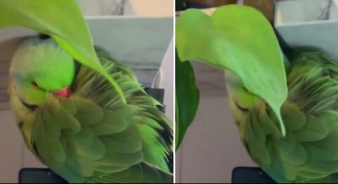 Parrot hides behind a leaf thinking nobody's watching him