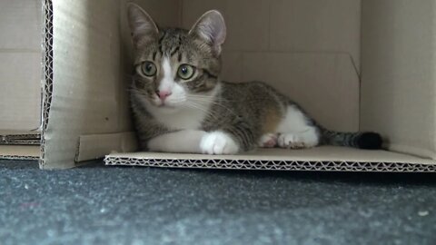 Small Cat and His New Box