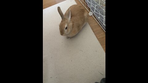 Bunny eating string