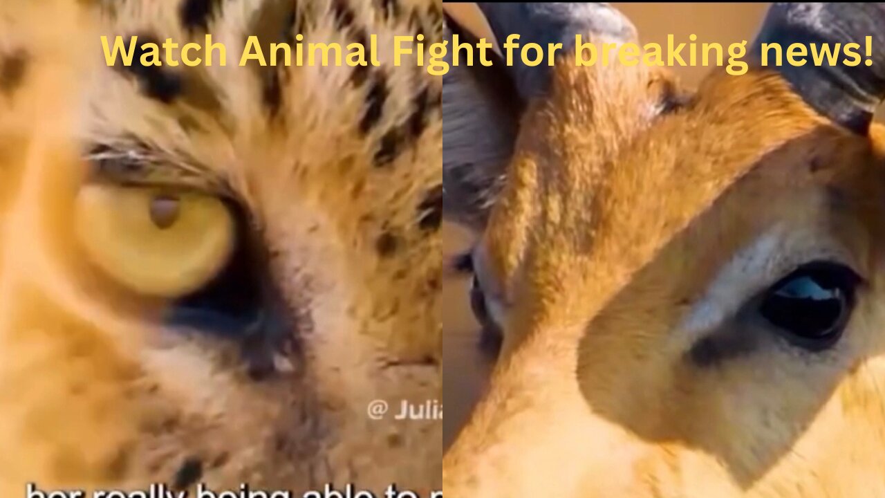 Watch Animal Fight for-breaking-news!