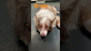 [Shorts 0149] BRADY [#dogs #doggos #doggies #puppies #dogdaycare]