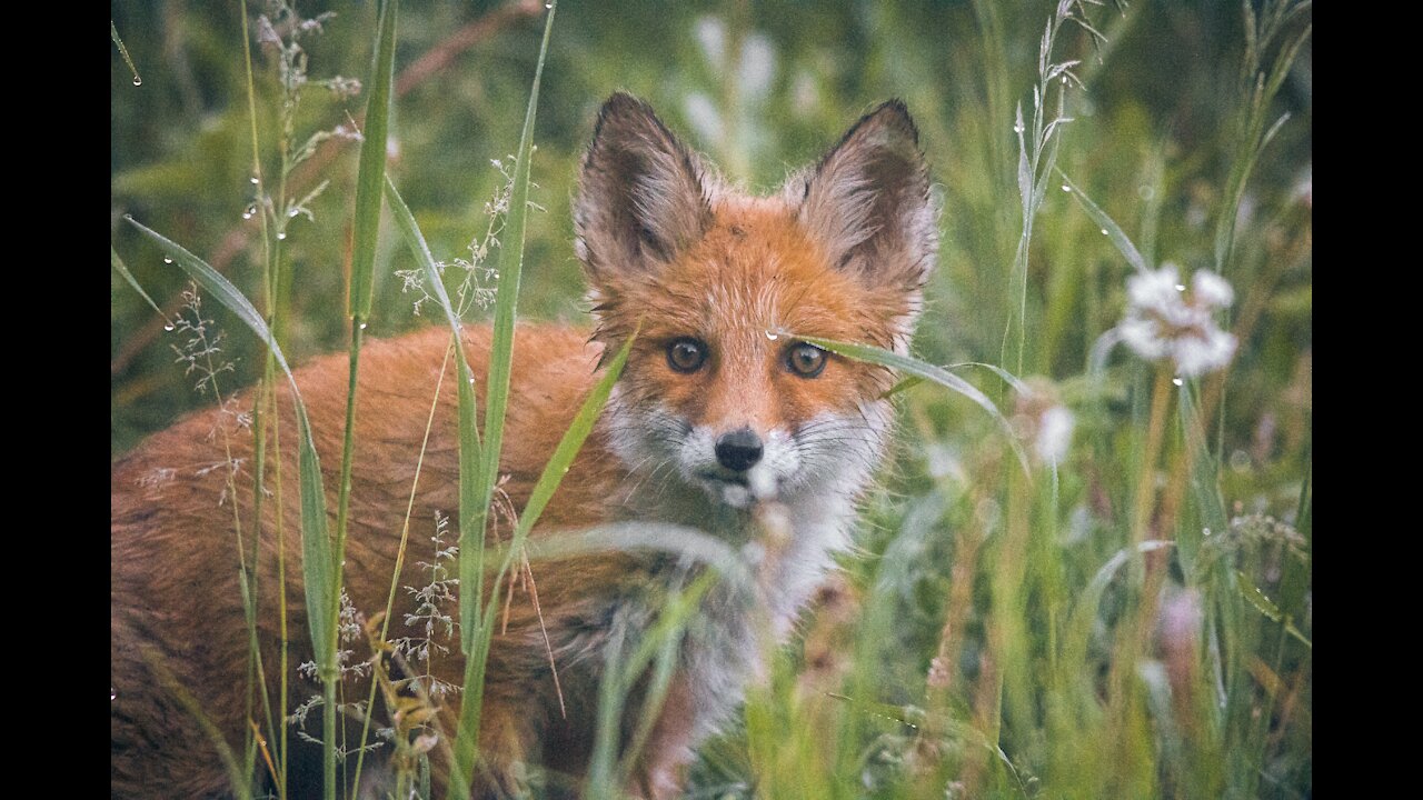 Cute Baby Fox Pups Playing COMPILATION