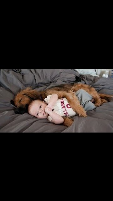 🤣Funny Dog Videos 2022🤣 🐶 It's time to LAUGH with Dog's life