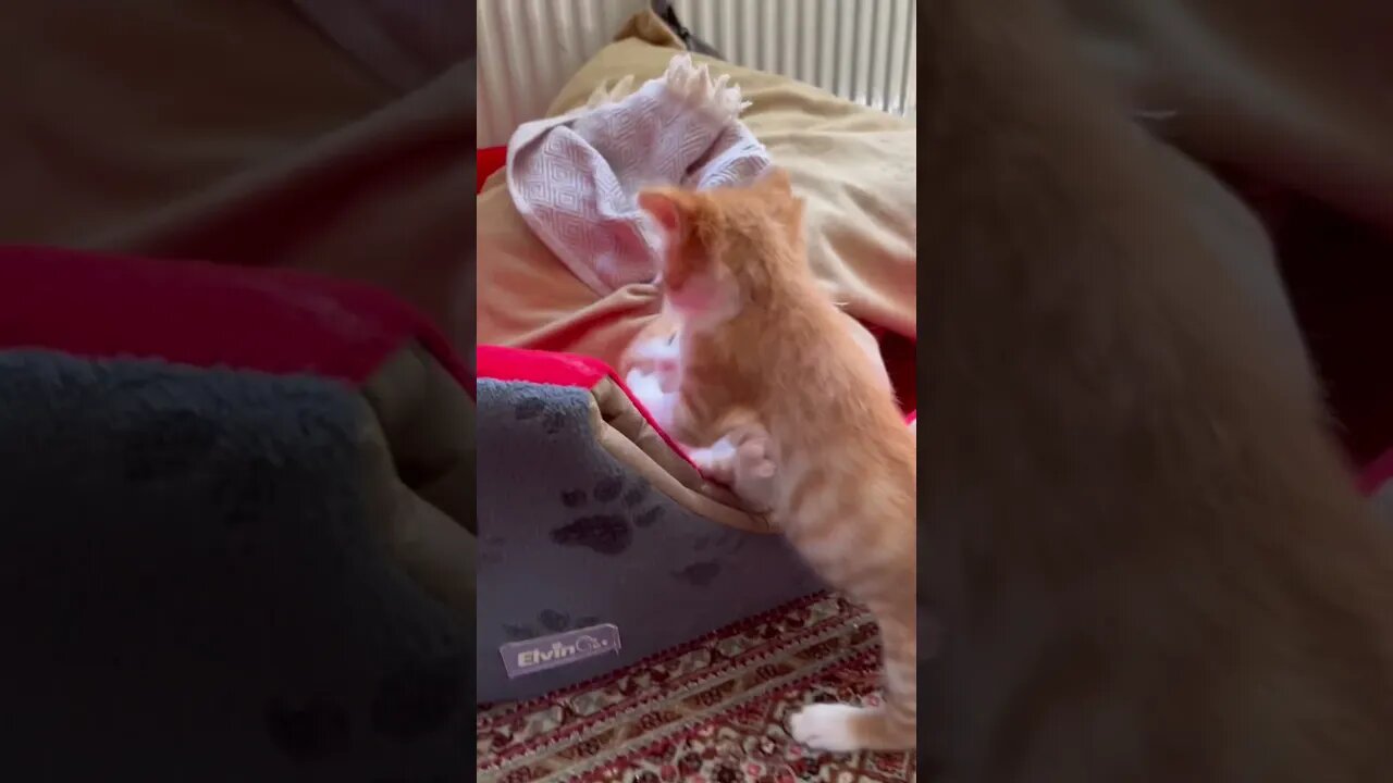 Funny kittens play together 😻