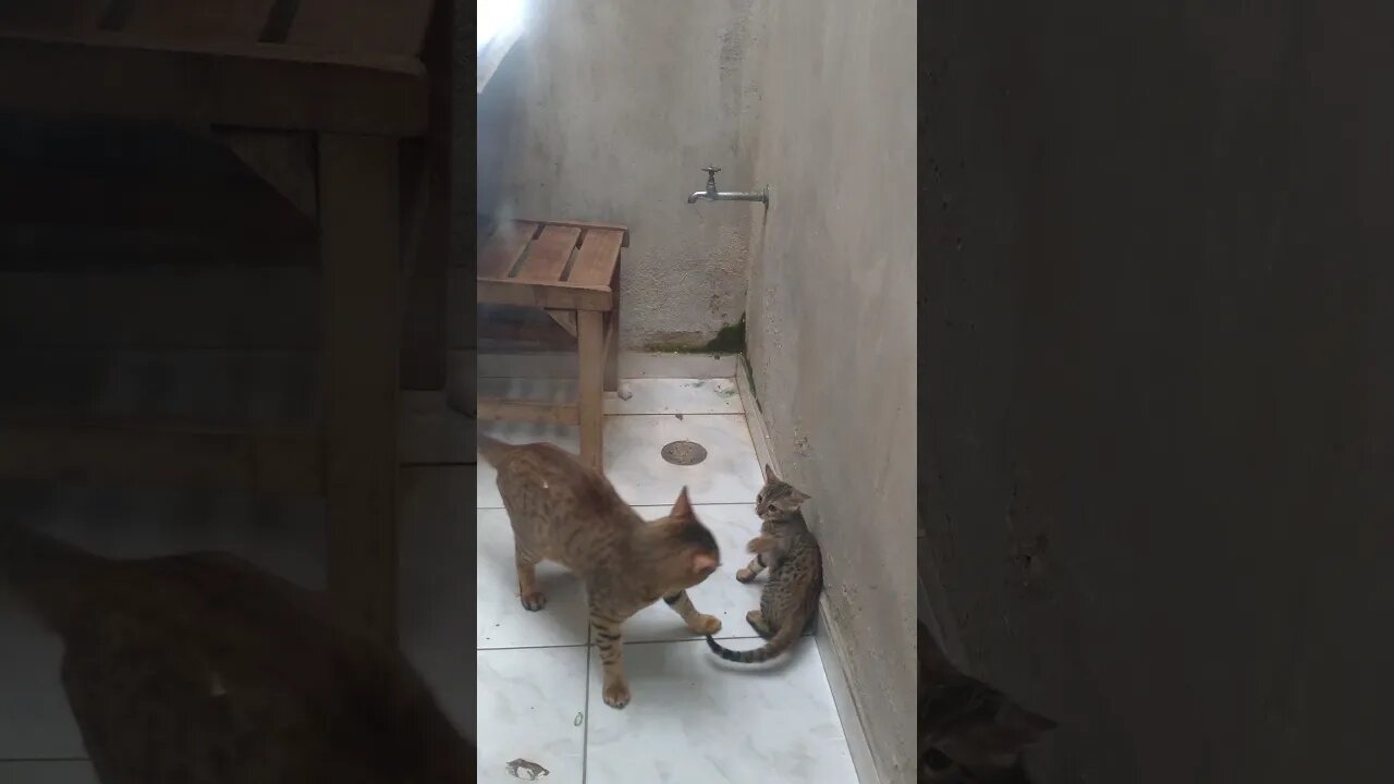 gato irmão grande tenta bater na irma pequeno e tem plateia