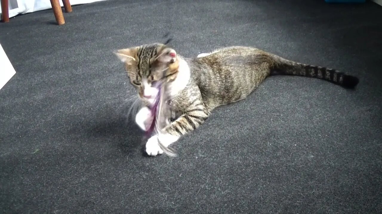 Kitten Rudolph Ripped the Toy String