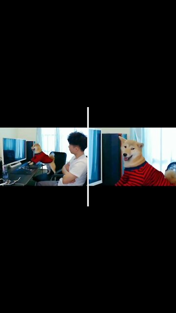 Dog playing game just human by keyboard see reaction when his owner turnoff computer