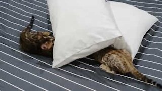 Ces chatons de Bengale empêchent leur maîtresse de faire le lit