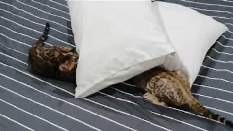 Ces chatons de Bengale empêchent leur maîtresse de faire le lit