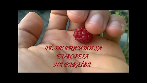 PÉ DE FRAMBOESA EUROPEIA NA PARAÍBA