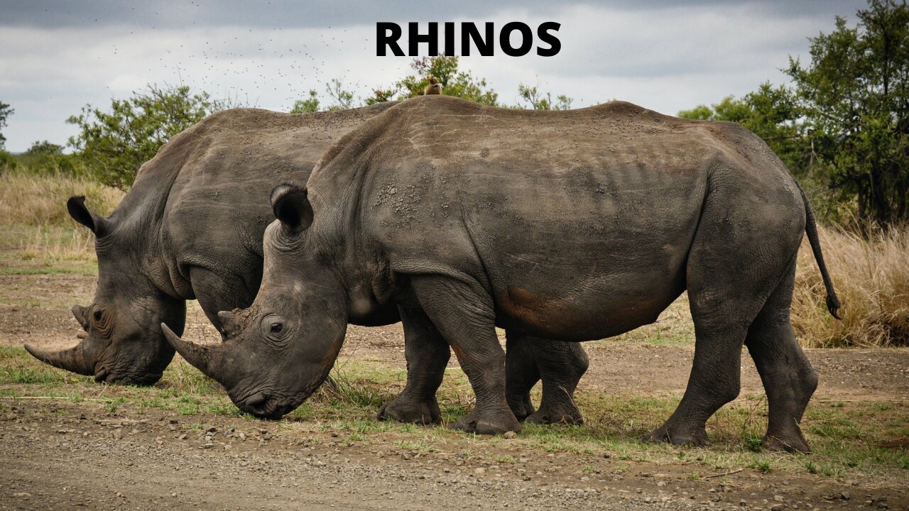 Rhino strength and refreshing music