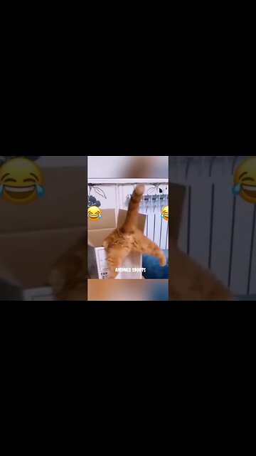 Cats Funny Videos #catsoftiktok
