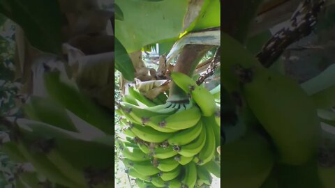 VOCÊS CONHECEM PÉ DE BANANEIRA ANÃ? 😀