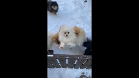 Excited dogs🐕🐩