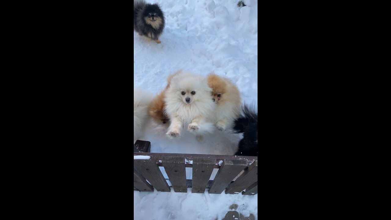 Excited dogs🐕🐩