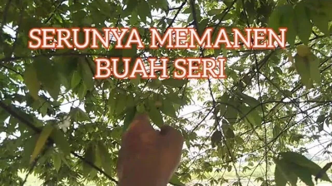 Memanen Buah seri