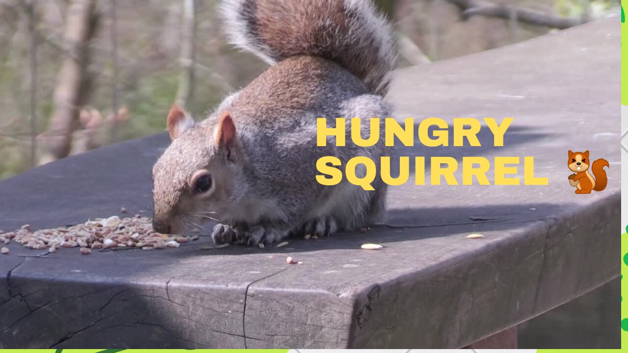 Hungry squirrel