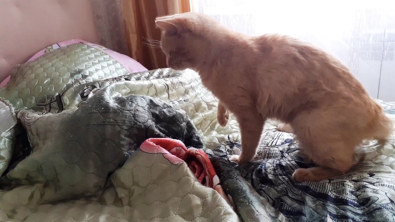 Banishing the cat from the bed