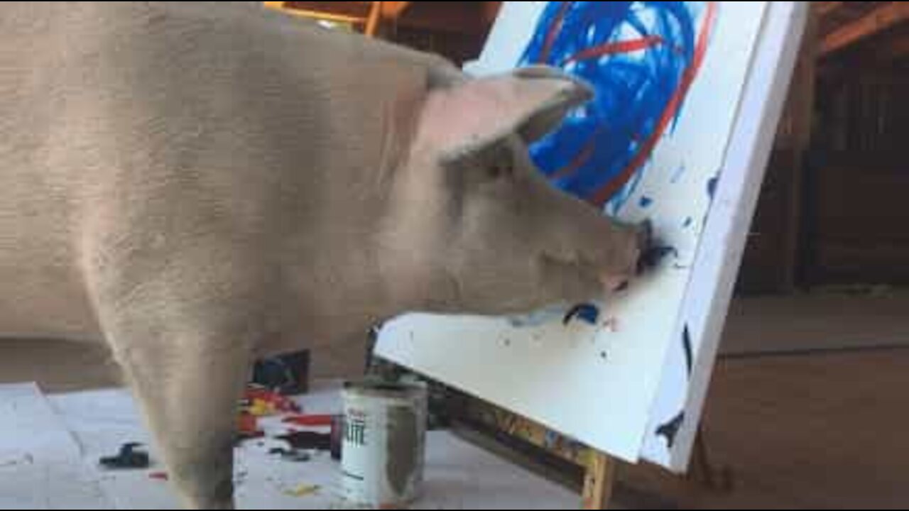 Pigcasso, le talentueux cochon peintre